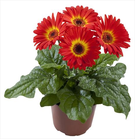 Foto de variedad de flores para ser usadas como: Maceta Gerbera jamesonii Flori Line® Midi Dark Fireball