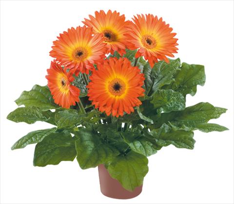 Foto de variedad de flores para ser usadas como: Maceta Gerbera jamesonii Flori Line® Midi Fireball