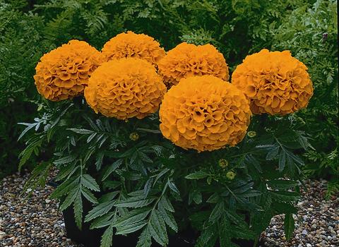 Foto de variedad de flores para ser usadas como: Maceta y planta de temporada Tagetes patula Antigue Orange