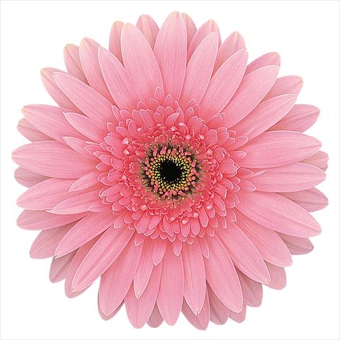 Foto de variedad de flores para ser usadas como: Flor cortada Gerbera jamesonii Rosalin®