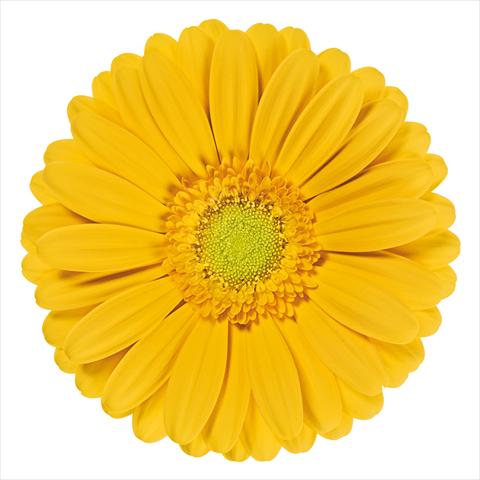 Foto de variedad de flores para ser usadas como: Flor cortada Gerbera jamesonii Stella®