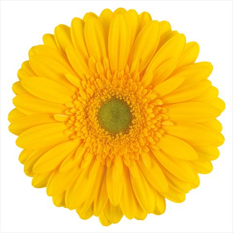 Foto de variedad de flores para ser usadas como:  Gerbera jamesonii Submarine®