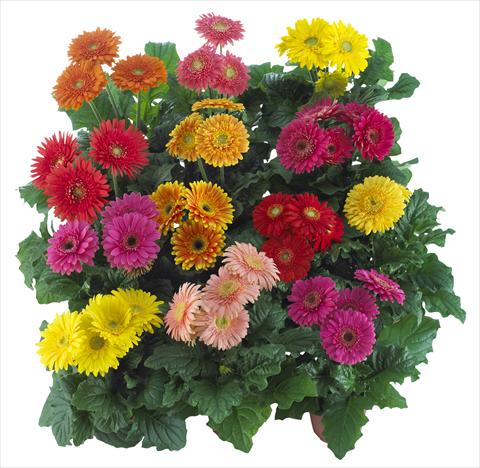 Foto de variedad de flores para ser usadas como: Maceta Gerbera jamesonii Sundayz® Midi Mix