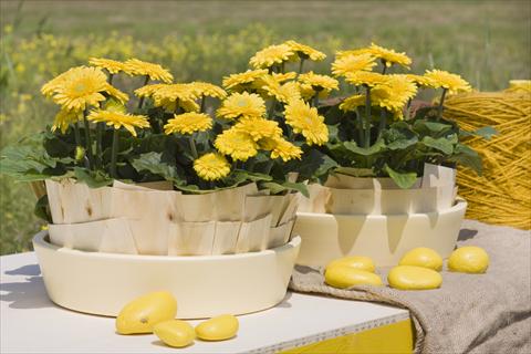 Foto de variedad de flores para ser usadas como: Maceta Gerbera jamesonii Sundayz® Mini Yellow