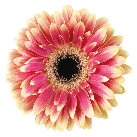 Foto de variedad de flores para ser usadas como:  Gerbera jamesonii Van Gogh®
