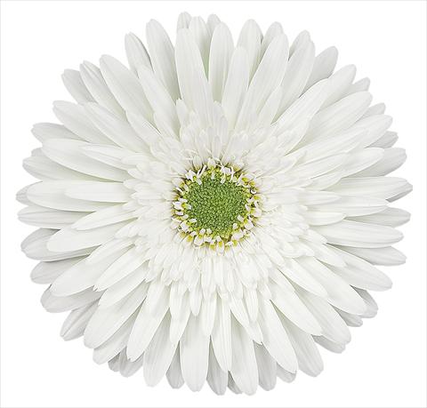 photo of flower to be used as: Cutflower Gerbera jamesonii Zembla®