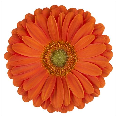 photo of flower to be used as:   Gerbera jamesonii Zodiac®