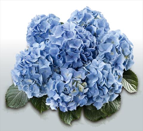 Foto de variedad de flores para ser usadas como: Maceta y planta de temporada Hydrangea macrophylla Baby Blue©