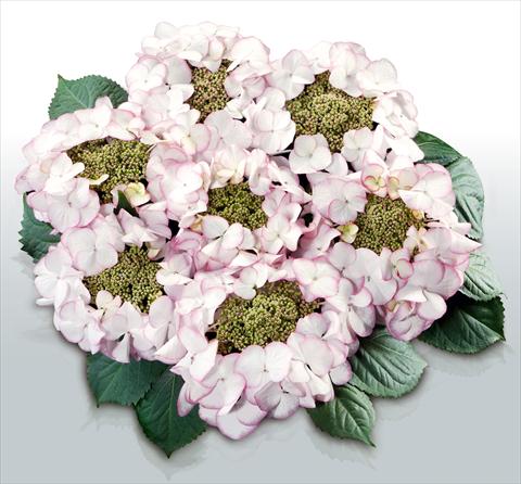 Foto de variedad de flores para ser usadas como: Maceta y planta de temporada Hydrangea macrophylla Charme©