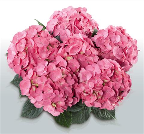 Foto de variedad de flores para ser usadas como: Maceta y planta de temporada Hydrangea macrophylla Duro©