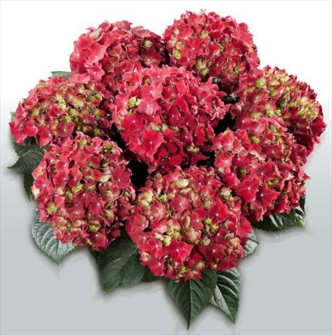 Foto de variedad de flores para ser usadas como: Maceta y planta de temporada Hydrangea macrophylla Royal Red©