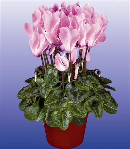 Foto de variedad de flores para ser usadas como: Maceta y planta de temporada Cyclamen persicum mini Verano Neon Fiammato