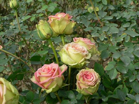 Foto de variedad de flores para ser usadas como: Planta de temporada / borde del macizo Rosa paesaggistica Donne d