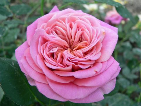 Foto de variedad de flores para ser usadas como: Planta de temporada / borde del macizo Rosa paesaggistica Duchessa di Galliera