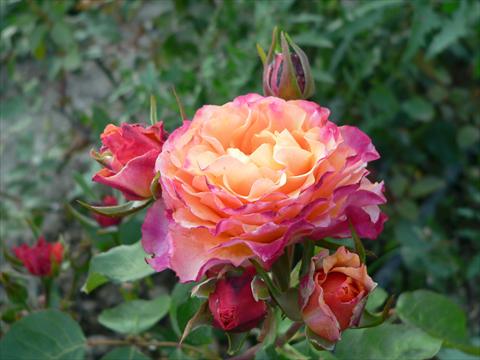 Foto de variedad de flores para ser usadas como: Planta de temporada / borde del macizo Rosa paesaggistica Fiore dei Diritti Umani