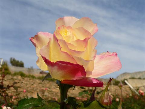 Foto de variedad de flores para ser usadas como: Planta de temporada / borde del macizo Rosa paesaggistica Mystica®