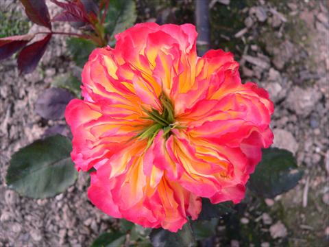 Foto de variedad de flores para ser usadas como: Planta de temporada / borde del macizo Rosa paesaggistica Romanov