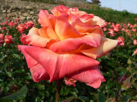Foto de variedad de flores para ser usadas como: Planta de temporada / borde del macizo Rosa Tea Prince Rainier III