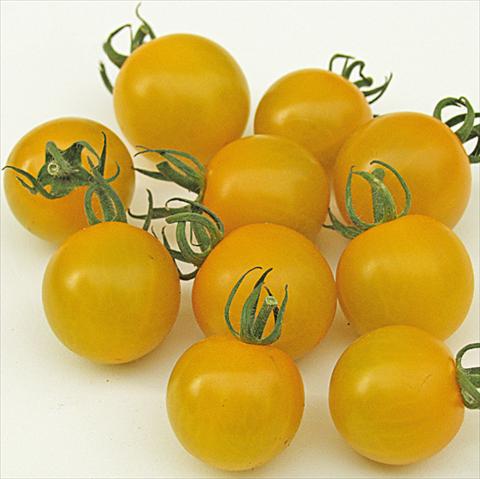 Foto de variedad de flores para ser usadas como: Maceta o Tarrina de colgar Solanum lycopersicum (pomodoro) Golden Pearl