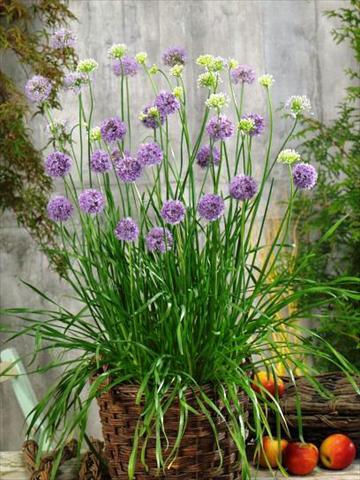 Foto de variedad de flores para ser usadas como: Maceta y planta de temporada Allium tuberosum Quattro