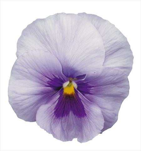 Foto de variedad de flores para ser usadas como: Maceta y planta de temporada Viola wittrockiana Dynamite Blue Center