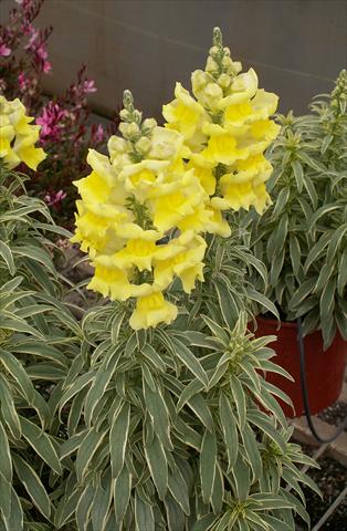 Foto de variedad de flores para ser usadas como: Maceta y planta de temporada Antirrhinum majus Snapdaddy giallo