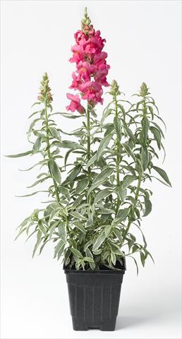 Foto de variedad de flores para ser usadas como: Maceta y planta de temporada Antirrhinum majus Snapdaddy rosa