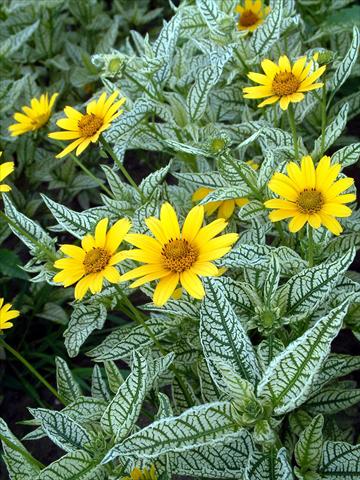 Foto de variedad de flores para ser usadas como: Planta de temporada / borde del macizo Heliopsis helianthoides Winter Sun