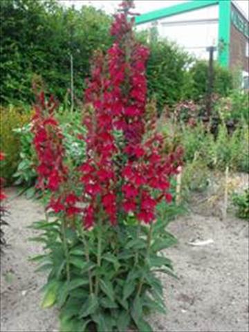 Foto de variedad de flores para ser usadas como: Maceta y planta de temporada Lobelia speciosa Crimson