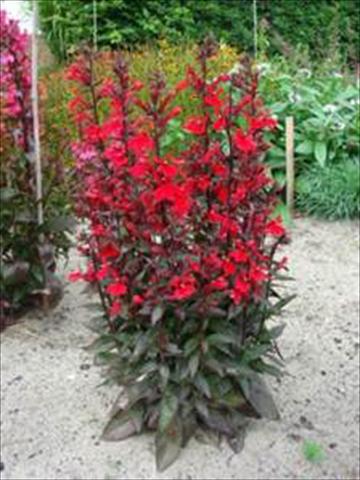 Foto de variedad de flores para ser usadas como: Maceta y planta de temporada Lobelia speciosa Scarlet