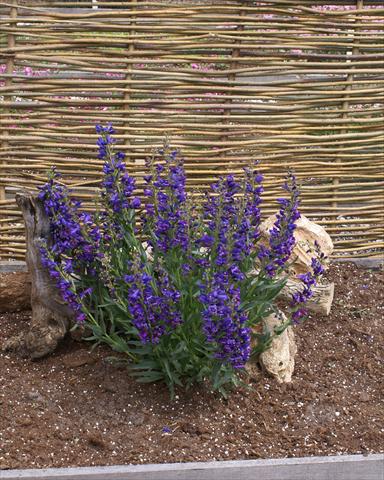 Foto de variedad de flores para ser usadas como: Maceta y planta de temporada Penstemon Delfts Blue Riding Hood