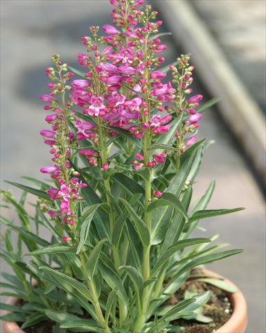 Foto de variedad de flores para ser usadas como: Maceta y planta de temporada Penstemon Lavender Riding Hood