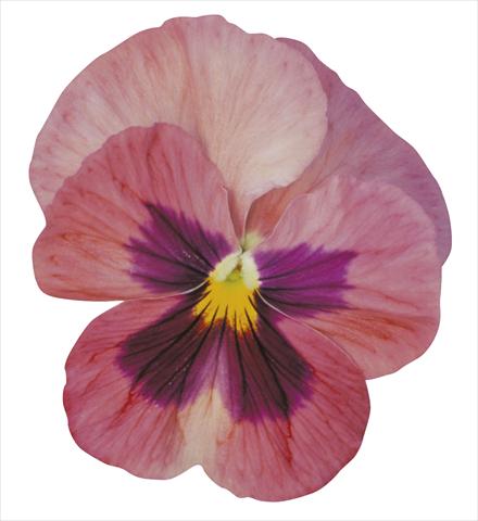Foto de variedad de flores para ser usadas como: Maceta y planta de temporada Viola wittrockiana Dynamite Pink