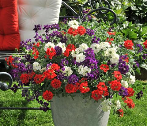 Foto de variedad de flores para ser usadas como: Maceta, patio, Tarrina de colgar 3 Combo RED FOX Confetti Garden Liberty