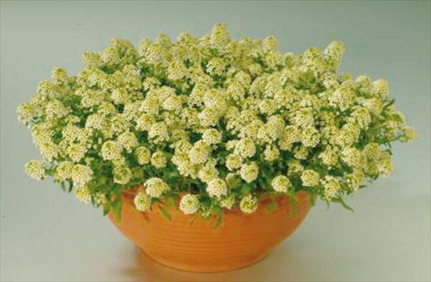 Foto de variedad de flores para ser usadas como: Maceta y planta de temporada Alissum maritimum Clipper Lemon