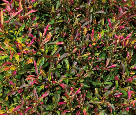 Foto de variedad de flores para ser usadas como: Planta de temporada / borde del macizo Alternanthera Red Carpet