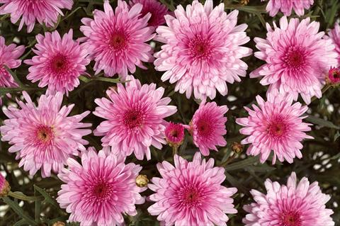 Foto de variedad de flores para ser usadas como: Maceta o Tarrina de colgar Argyranthemum Angelic Pink Delight