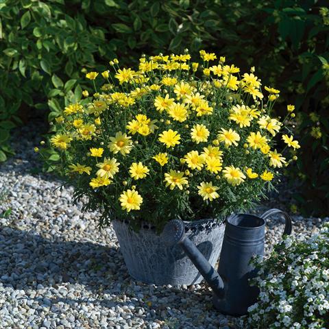 Foto de variedad de flores para ser usadas como: Maceta o Tarrina de colgar Argyranthemum Beauty Yellow