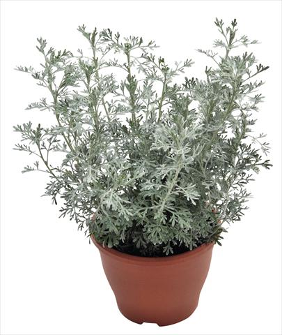 Foto de variedad de flores para ser usadas como: Planta de temporada / borde del macizo Artemisia RED FOX Parfum d Ethiopia