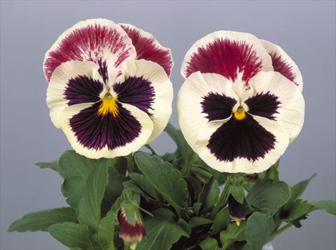 Foto de variedad de flores para ser usadas como: Maceta y planta de temporada Viola wittrockiana Dynamite Purple Rose & White
