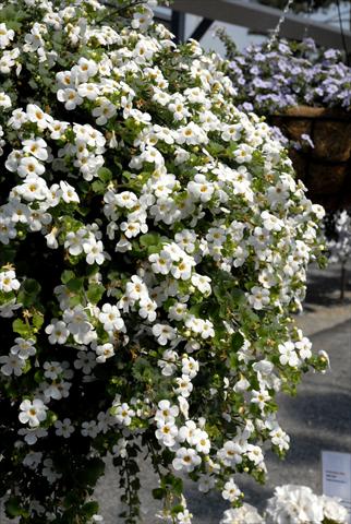 Foto de variedad de flores para ser usadas como: Maceta, patio, Tarrina de colgar Bacopa (Sutera cordata) RED FOX Bahia White