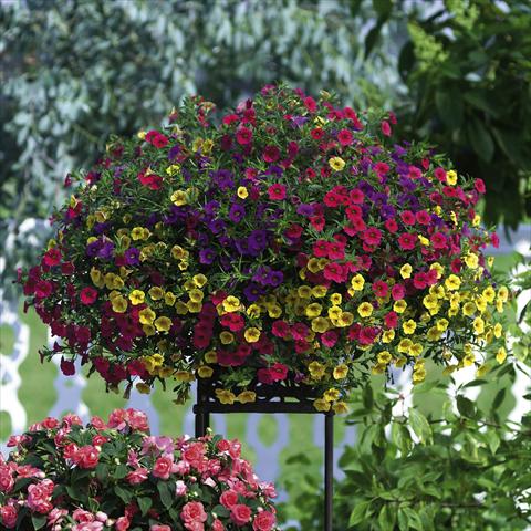 Foto de variedad de flores para ser usadas como: Maceta, planta de temporada, patio Calibrachoa Celebration® Karneval Mix