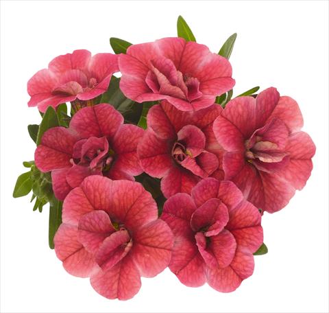 Foto de variedad de flores para ser usadas como: Maceta, planta de temporada, patio Calibrachoa RED FOX Aloha® Double Strawberry 2013 red pink