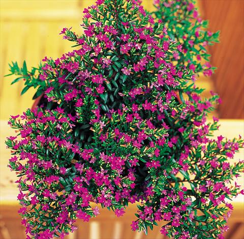 Foto de variedad de flores para ser usadas como: Maceta Cuphea hyssopifolia Lilac violet