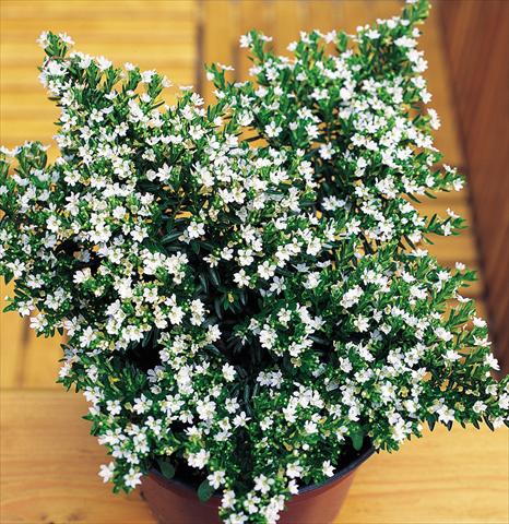 Foto de variedad de flores para ser usadas como: Maceta Cuphea hyssopifolia White