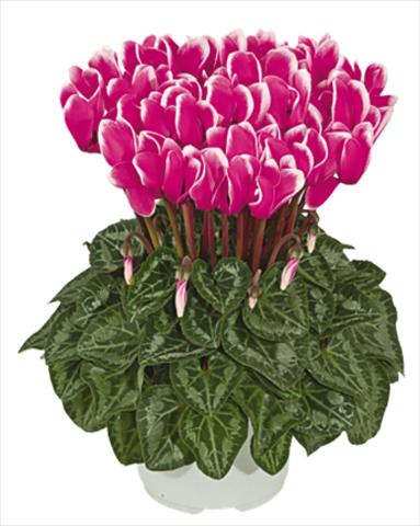 Foto de variedad de flores para ser usadas como: Maceta Cyclamen persicum mini Metis® Fuchsia vif