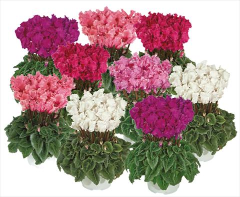 Foto de variedad de flores para ser usadas como: Maceta Cyclamen persicum mini Metis® PomPom® mix