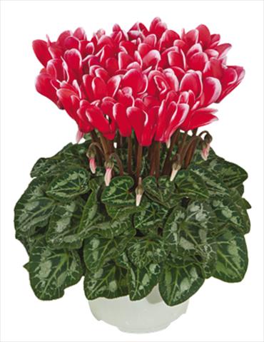 Foto de variedad de flores para ser usadas como: Maceta Cyclamen persicum mini Metis® Rouge