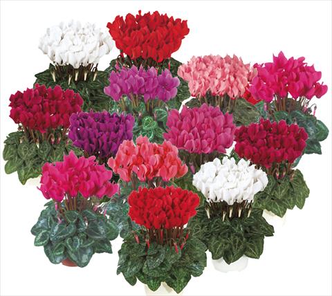 Foto de variedad de flores para ser usadas como: Maceta Cyclamen persicum mini Smartiz® exp mix