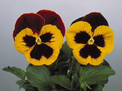 Foto de variedad de flores para ser usadas como: Maceta y planta de temporada Viola wittrockiana Dynamite Red & Yellow